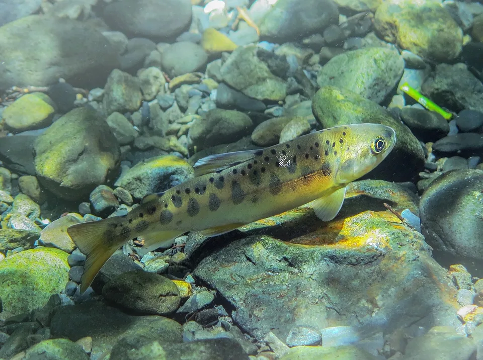 七家湾渓の澄んだ浅瀬で、礫の川床にとどまるタイワンマス。水面の光の揺らぎが魚と石に映っている